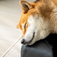 犬が『寝る場所』をコロコロ変える理由3つ　頻繁に移動する心理や不調を判断する方法まで