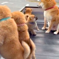 母犬と赤ちゃんワンコが『軽トラの荷台』に乗った結果→通ったら二度見する『尊すぎる警備』が217万再生「可愛いの渋滞」「たまらない景色」