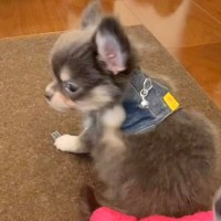 赤ちゃん犬が『初めてのハーネス』に挑戦した結果→『慣れないから転んでしまうかな』と思ったら…悶絶レベルな『まさかの展開』が511万再生