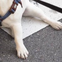『絶対に帰りたくない犬』VS『帰りたい飼い主』抱っこして帰ろうとしたら…愉快な攻防戦とまさかの結末に反響「分かってて賢い」「笑ったｗ」