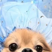 トリミング後に撮影してもらった犬→友人に見せると『オペ中の赤ちゃん』と言われ…納得せざるを得ない一枚に2万いいね「意味不明で草」「顔ｗ」
