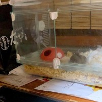 『ハムスターが見たい！』と騒ぐ犬→ケージを出してあげると、ジーッと見つめて…人間の子どものような光景に反響「なんて尊いの」「姿勢がｗ」