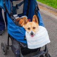 『シニア期』に入った犬がみせるサイン7選　何歳から老犬なの？見た目や行動の変化とは