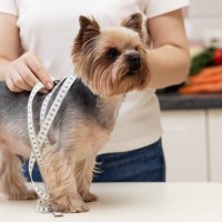 『肥満になりやすい』犬種5選　愛犬を太らせてしまう飼い主のタブー行為とは？