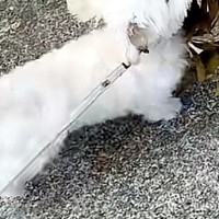 散歩中に『おおきな葉っぱ』を見つけた犬→ちいさな体で一生懸命に…『誇らしげな光景』が可愛すぎると8万再生「宝物見つけたね」「お土産かな」