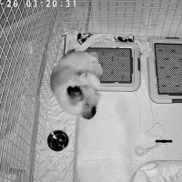 深夜3時、寝ている犬の様子をカメラで撮影してみた結果→お水のお皿に頭を…予想外だったハプニングが15万再生「帽子で草」「プハッｗｗ」