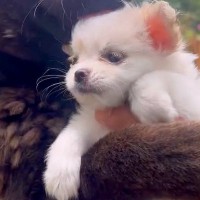 大きな犬には強気な犬に『小さな子犬を見せてみた』結果…守らなければいけないと理解している『尊い光景』が30万再生「愛情深い」「いい子」