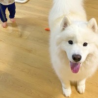 小さな男の子が大型犬の後ろで『特殊部隊』に扮して…おもしろ可愛い『シュールな光景』に6万いいね「SWAT出動してて草」「確かに熊サイズｗ」
