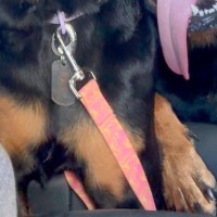 お出かけで遊びつくした大型犬2匹→帰りの車で、ふと後部座席を覗くと…限界を迎えている『表情』が35万再生「愛おしすぎる」「ほっこりした」