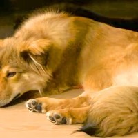 保護犬を飼った初日『いつでも逃げれる寝方』をしていて…愛情を与え続けた結果→感動的な『現在の寝相』に反響「愛されてる顔」「幸せで嬉しい」