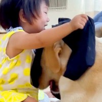 お昼寝している大型犬→他の犬が『1歳の女の子』と遊んでいるのを見て…平和で愛おしい光景が41万再生「見てる時の顔ｗｗ」「みんな可愛い」