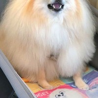 ドライブで大喜びする犬→行き先が『トリミングサロン』と気づいた瞬間…わかりやす過ぎる『絶望顔』に4万いいね「頭の中真っ白ｗ」「可愛いｗ」
