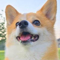 朝、散歩を全力で楽しんだ犬→帰宅後に力尽きて、顔面が…もはや別の犬のような『表情の違い』に反響　すべてが『無』になった光景に思わず爆笑