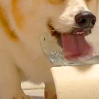 『水を飲む犬』を撮影→『可愛く飲んでいる』と思った、次の瞬間…『衝撃の表情』に8万いいね集まる「クセ強すぎて最高に可愛い」「白目で草」