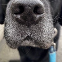 外出中、雨が降ってきた結果→大型犬が想像以上に嫌がって…ため息が聞こえてきそうな『不満顔』に爆笑「人間みたいで草」「わかりやすすぎｗ」