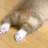 おもちゃで遊んでいた赤ちゃん犬→『急に静かになったな』と思ったら…あまりにも愛おしい『まさかの光景』に21万いいね「可愛すぎる」「天使」