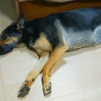 パパに『ベッドで一緒に寝よう』と誘われても無視する犬→ママの場合は…あからさま過ぎる『態度の違い』に反響「ハッキリｗ」「パパどんまい」