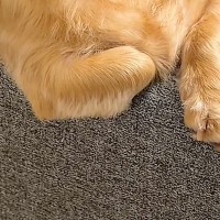 ふと『ソファでくつろぐ犬』を見た結果→なぜか『ひじ掛け』に…あまりにも人間すぎる『貫禄ある光景』が10万再生「くつろいでて草」「声出たｗ」