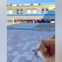 毎日のように電車を眺める『鉄オタ犬』→見つめていたら『気付いてくれた車掌さん』が…まさかの『神対応』が9万再生「大好きなのね」「感動」
