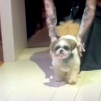 結婚式で『指輪を運ぶ役目』を担った犬→『走ってきてくれるかな』と思ったら…想定外だった『まさかの光景』に反響「たまらん」「撮影会で草」