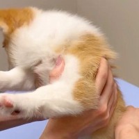 病院に注射を打ちに来た赤ちゃん犬→『怖がって暴れている』と思ったら…とんでもなく可愛い『抵抗の仕方』に悶絶「可愛すぎて笑う」「顔がｗ」