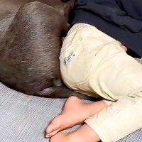 『やけに男の子と犬が静かだな』と思い、様子を見に行った結果→ふたりともソファにいて…尊すぎる光景が19万再生「もう兄弟」「手がたまらん」