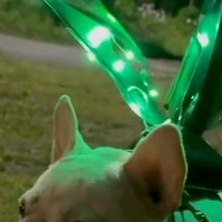 夫に『夜、犬が野良猫にいじめられる』と相談した結果→対策を考えてくれて…『衝撃的な光景』が560万再生「発想がｗｗ」「人間もビビる」