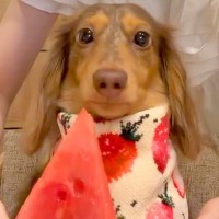 なぜかスイカを食べようとしない犬→小さくカットして出してみたら…貴族のような『上品な食べ方』が71万再生「お嬢様すぎるｗ」「人間みたい」