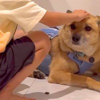 保護犬を飼って初日→『不安で仕方がない顔』をしていて…1年が経過した『現在の光景』が泣けると183万再生「愛されてる証」「表情が全然違う」