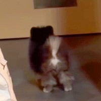 生後3ヶ月の赤ちゃん犬に『ボールを投げた』結果→なぜか取らずに戻ってきて…尊すぎる『理由』が30万再生「犬生1周目」「抱きしめたい…」