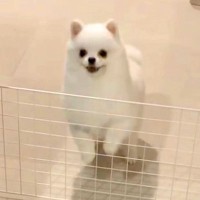 大好きなパパと4日間も会えなかった犬→再会した瞬間、喜び過ぎて『耳』が…まさかの『アザラシ化』する光景に反響「可愛すぎ」「全力で最高」