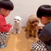 双子の小さな男の子が、2匹の犬に『お名前は？』と質問をした結果→微笑ましい『勘違い』に反響「かわいい」「温度差半端ないけどほっこり」