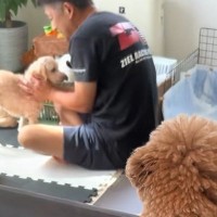 『明日ドッグラン行こうね』と犬に話していたら、他の犬が盗み聞きしていて…人間のような『リアクション』に反響「最後見てて草」「知能が高い」