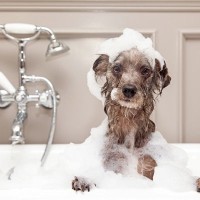 毎日犬をお風呂に入れてはいけないの？適切な頻度や体を清潔に保つためのケア方法まで