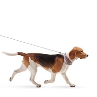 犬が『スキップ』をしているように歩く理由とは？今すぐに受診が必要な状態まで解説