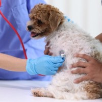 小型犬がかかりやすい『病気』5つ　トラブルの原因や知っておきたい予防法まで