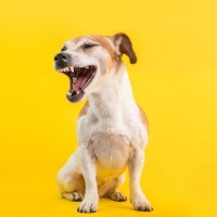 犬の『逆くしゃみ』とは？主な原因や病院に受診すべきタイミングまで解説
