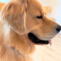 病院の待合室で『診察待ちする大型犬』→他の犬の鳴き声が聞こえた瞬間…わかりやす過ぎる『表情の変化』が12万再生「笑っちゃった」「顔ｗｗ」