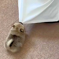 まんまるの『極小赤ちゃん犬』→ケージを掃除中『かまって！』と文句を言って…思わず悶絶する光景が396万再生「毛玉で草」「電池で動いてる？」