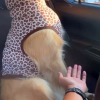 車で『買い物中の妻』を大型犬と一緒に待った結果→話しかけてもシカトされて…辛辣すぎる『まさかの態度』に爆笑「凛としてて草」「姿勢がｗ」