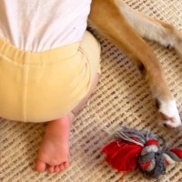 小さな女の子が『犬を寝かしつけた』結果→『やけに静かだな』と思い、ふと覗くと…絵本のような『尊い光景』が46万再生「なんて愛おしい…」