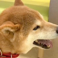 警察から『迷子犬』を保護→病気の治療後、里親が決まったものの再発してしまい…涙溢れる『１匹のワンコの物語』に感動「泣いた」「凄い、尊敬」