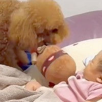 転がる赤ちゃんに『ぬいぐるみ投げて』とお願いする犬→あまりにも無茶な光景に爆笑「なんという癒し空間」「難しいかもｗ」「最後投げやりで草」