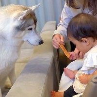 赤ちゃんが大型犬に『初めておやつをあげた』結果→『大丈夫かな』と見ていたら…可愛いが渋滞している光景に反響「天才だ」「目合わせてる」