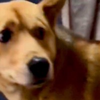 『人間が怖い』と怯えた顔をする保護犬→噛むことでしか『怖い』を表現できずに…涙あふれる『現在までの記録』が17万再生「顔が全然ちがう」