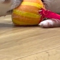 おもちゃを取り合っている2匹の犬→『動かなくなったな』と思い、ふと様子を見てみたら…『まさかの光景』が34万再生「電池切れｗ」「愛おしい」