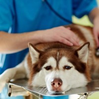 犬に絶対NGな『生モノ』5選　食べてしまうと命に関わる食材や誤食した場合の応急処置まで