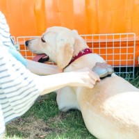 『抜け毛が多い』犬種５選　効果的なお掃除テクニックやおすすめの対策まで