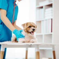 犬が誤飲してしまったときの『危険な症状』5つ　今すぐに病院へ行くべき状態とは？