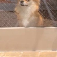 車で『シャンプー終わりの犬』を迎えに行った結果→『捨てられた』と勘違いしていて…あからさまな『絶望の表情』が95万再生「妙にリアルｗ」